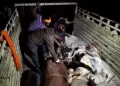 हारुन