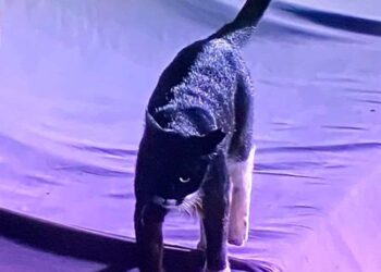 काली बिल्ली