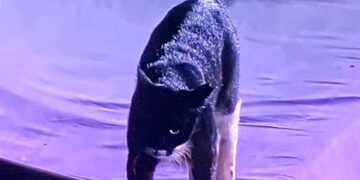 काली बिल्ली