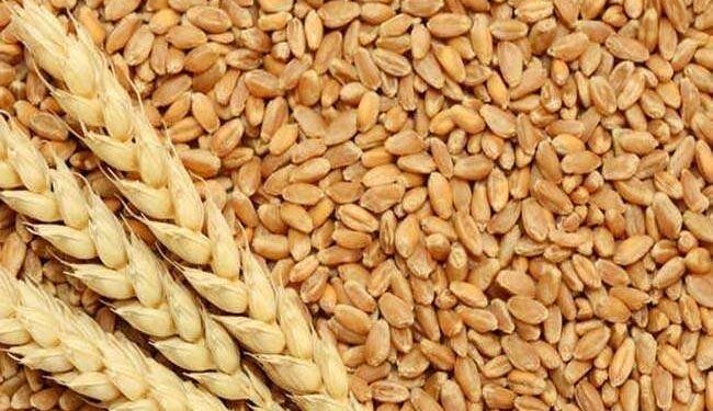 गेहूं