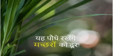 मच्छरों