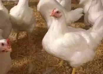 मलेशिया