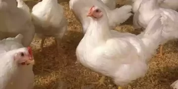 मलेशिया