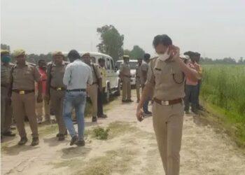 झाड़ियों