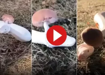 See the laughing snake