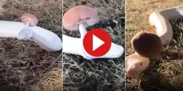 See the laughing snake