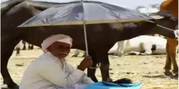 धूप