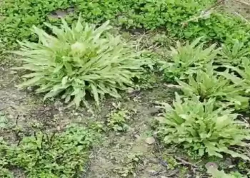 ब्रह्मकमल