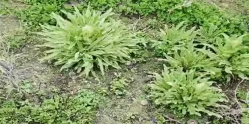 ब्रह्मकमल