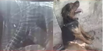 कुत्ते