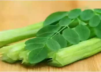 मोरिंगा