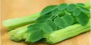 मोरिंगा