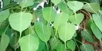 Peepal