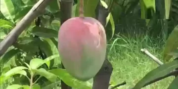 Mango