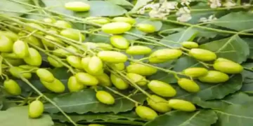 मच्छरों