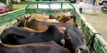 पशु तस्करों