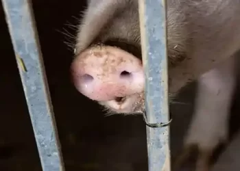 स्वाइन बुखार