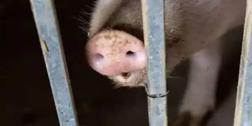 स्वाइन बुखार