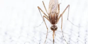 Dengue