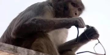 वृंदावन