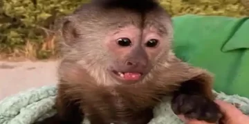 इमरजेंसी कॉल