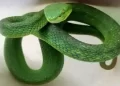 White Lipped Pit Viper
