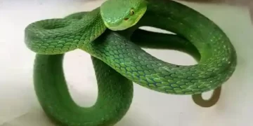 White Lipped Pit Viper