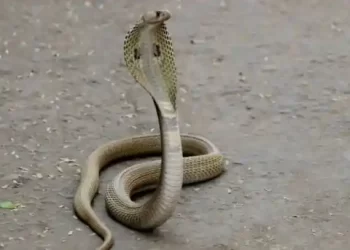 Snake
