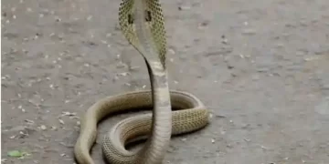 Snake