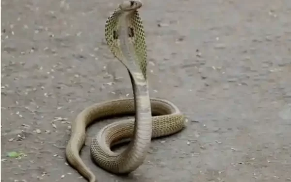 Snake