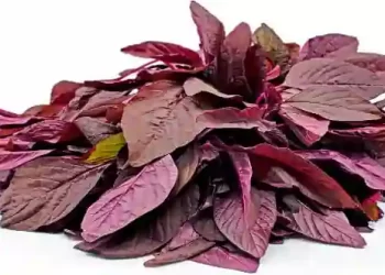 amaranth