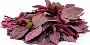 amaranth