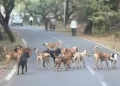 Stray dogs attack