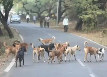 Stray dogs attack