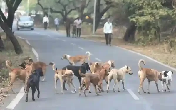 Stray dogs attack