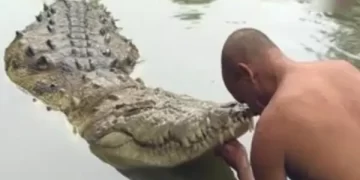 Vegetarian Crocodile