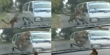 Leopard