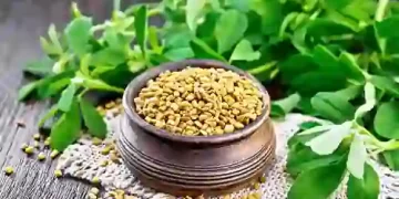 Fenugreek Leaves