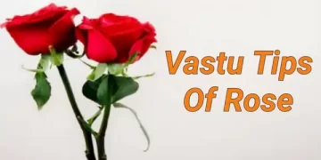 Vastu Tips Of Rose