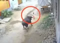 Bull Attacked