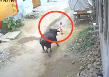Bull Attacked