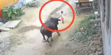 Bull Attacked