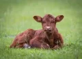 Calf