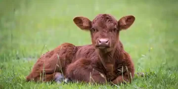 Calf