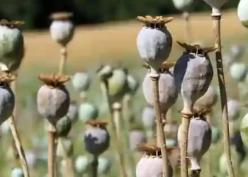 Illegal Opium Cultivation