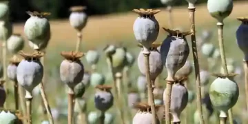 Illegal Opium Cultivation