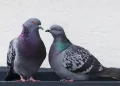 Pigeon
