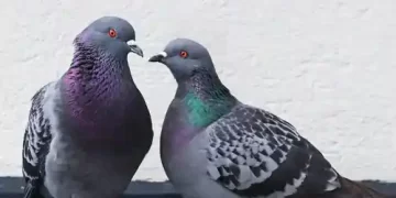 Pigeon
