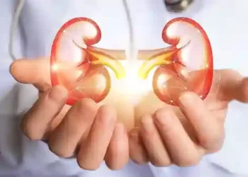 Kidney