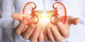 Kidney